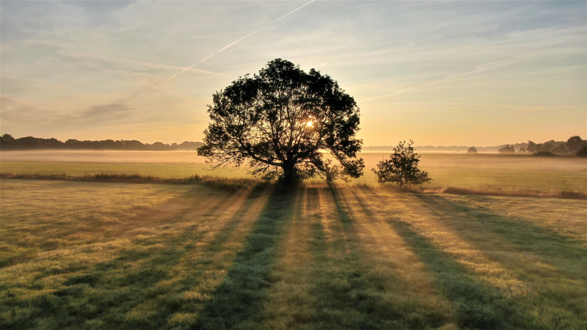 Een boom in de ochtendzon, met lange stralen licht over het veld
